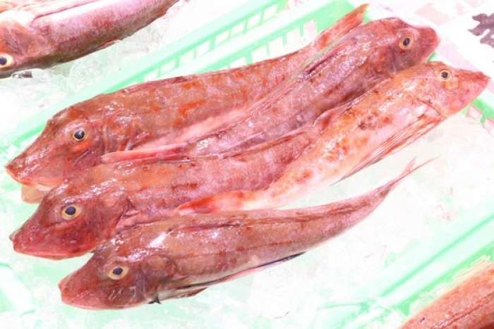 魚太郎ピチピチブログ特大ほうぼうがお値打ち！極太です！知多半島の 