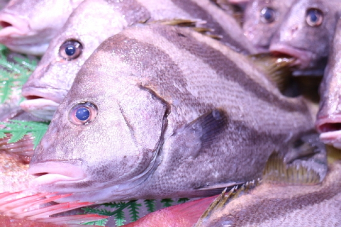 魚太郎ピチピチブログ ひげそり鯛 お刺身で旨い 知多半島の魚貝類 鮮魚から干物まで直送する 魚太郎 魚太郎ピチピチブログ ひげそり鯛 お刺身で旨い 知多半島の魚貝類 鮮魚から干物まで直送する 魚太郎