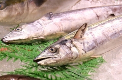 地元豊浜産!サワラが激うま!