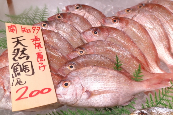 豊漁!真鯛祭り!