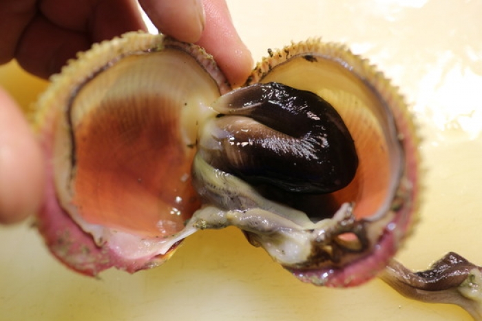 知多の活とり貝&蛤が旨い!