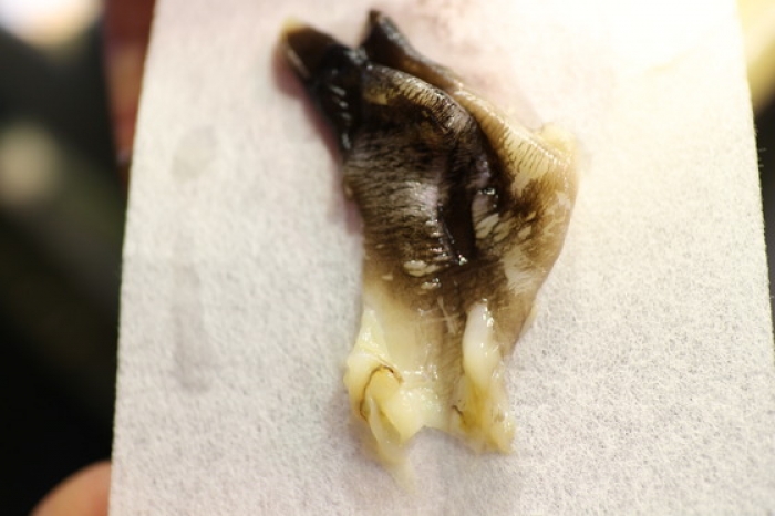 知多の活とり貝&蛤が旨い!