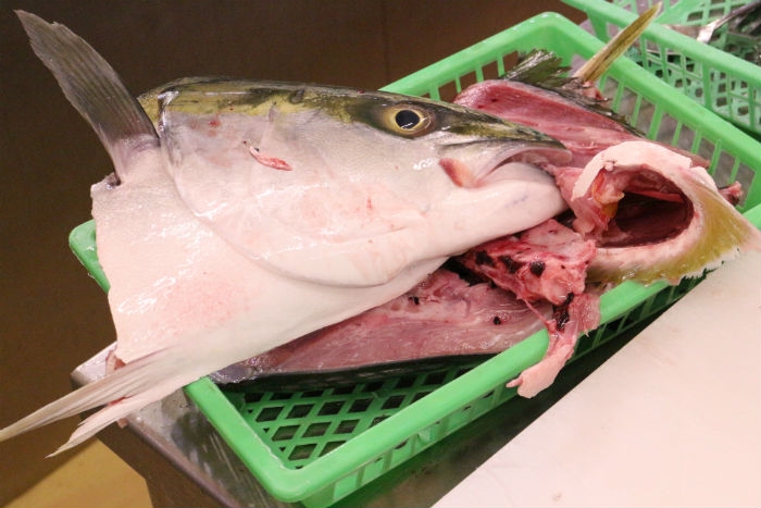 脂のってます!お値打ち!北海道産のブリ!