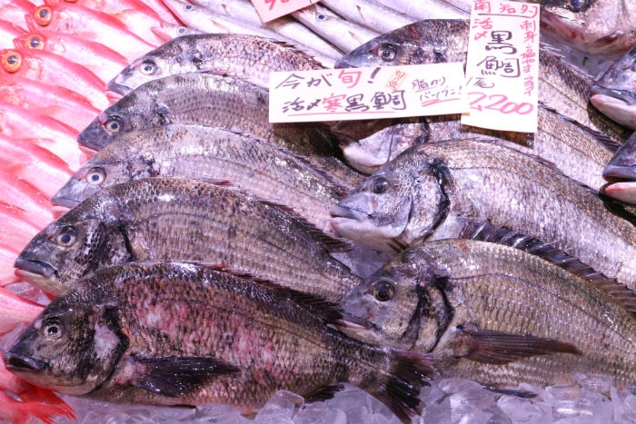 南知多産!旬の黒鯛が旨い!
