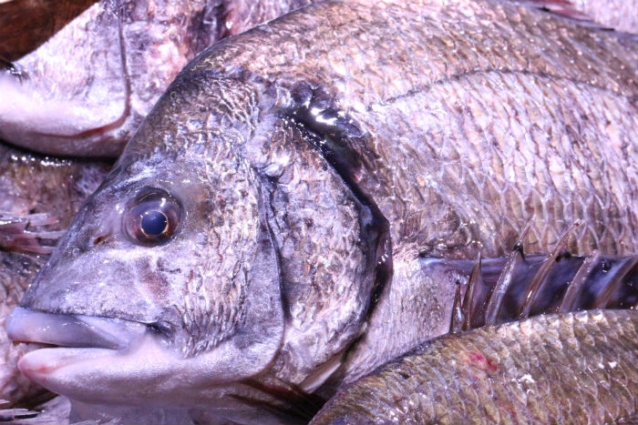 南知多産!旬の黒鯛が旨い!