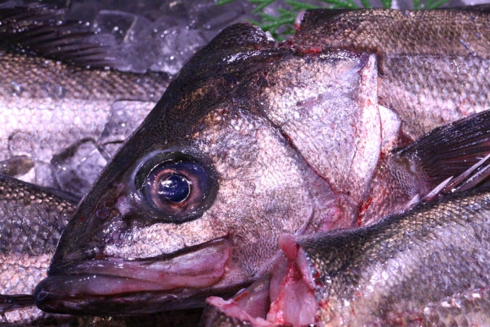 本日、活〆すずきが超お値打ち!