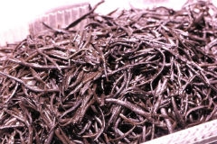 地物新物、生ひじき入荷しました!数量限定!