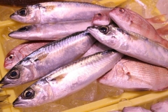 南知多産!小鯖だってサバ味噌煮にすると旨い!