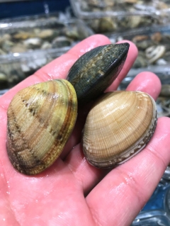 地物大粒あさりが旨い!身がパンパン!