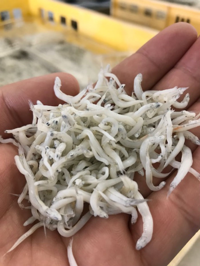 できたてちりめん全店で販売!今だけの旬の味!