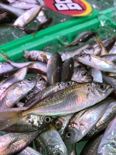 初夏が旬の豆鯵(まめあじ)!丸ごと食べられます!