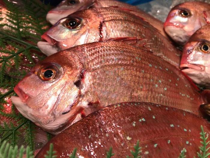 南知多産のち鯛!めちゃくちゃ脂がのってます!