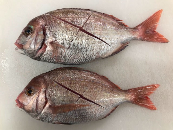 南知多産のち鯛!めちゃくちゃ脂がのってます!