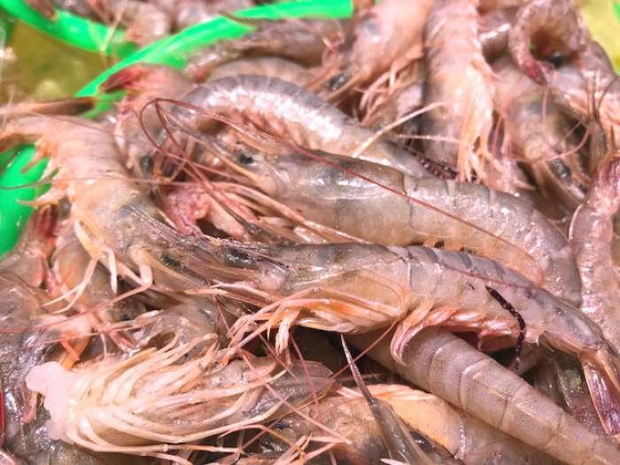 旬のあかしゃ海老!活きたまま入荷!