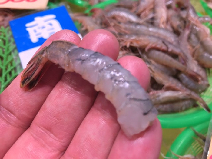 旬のあかしゃ海老!活きたまま入荷!