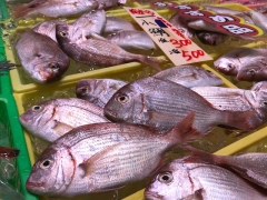 小鯛が豊漁!夏は酢漬けで決まり!