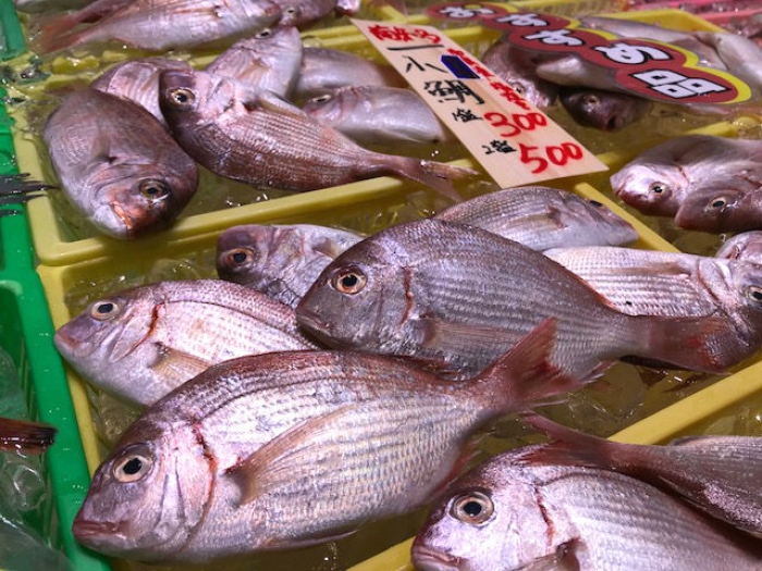 小鯛が豊漁!夏は酢漬けで決まり!