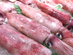 南知多の赤いかが鮮度抜群!旨い!