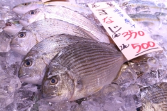 これは旨い!マナジ(ヘダイ)がおすすめです!