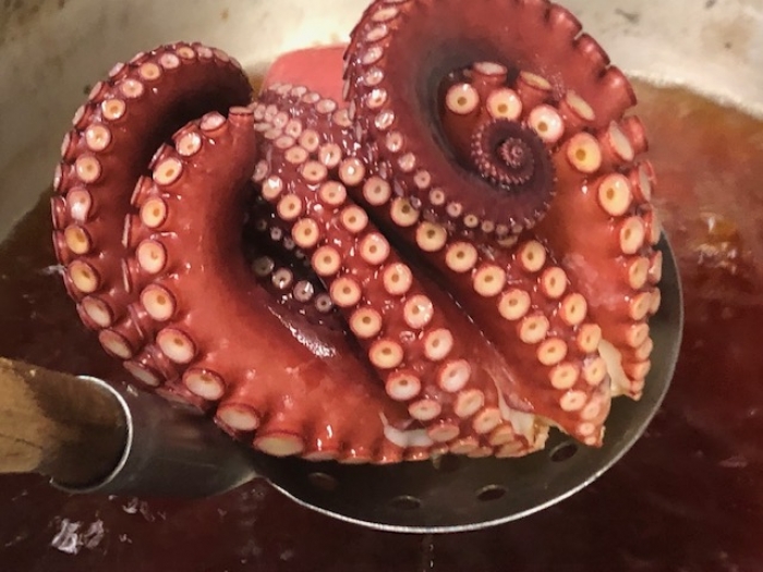 南知多のたこ、そろそろ最盛期!