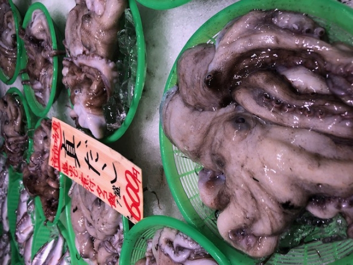 南知多のたこ、そろそろ最盛期!