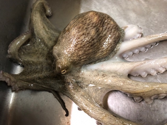 南知多のたこ、そろそろ最盛期!