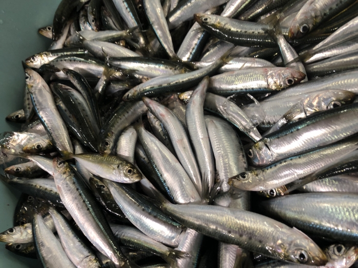 本日放送! 秘密のケンミンSHOW! 愛知県