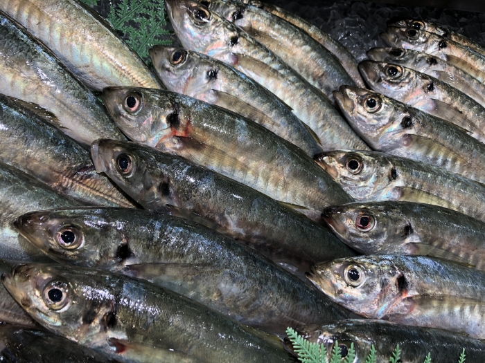 もう秋の気配?南知多で水揚げされた!地魚が本日大漁◎