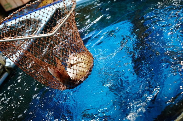 鮮度満開!ぴちぴち旬の桜鯛 花咲かタイムズで紹介されました!