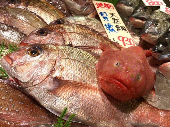 キモかわ?ブサかわ?【ミドリフサアンコウ】と紹介する鮮魚