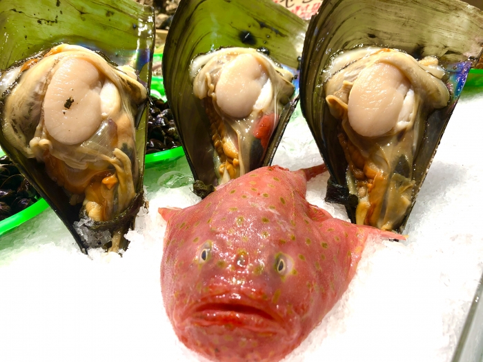 キモかわ?ブサかわ?【ミドリフサアンコウ】と紹介する鮮魚