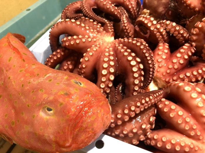 キモかわ?ブサかわ?【ミドリフサアンコウ】と紹介する鮮魚その②