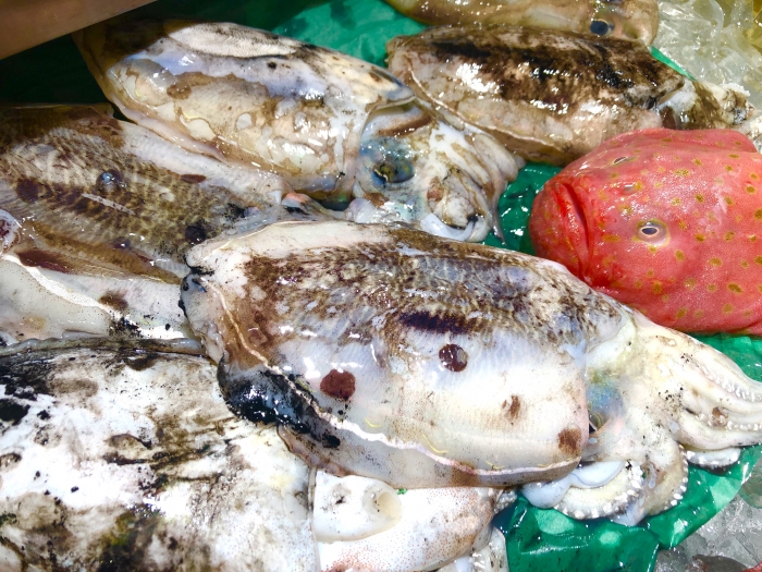 キモかわ?ブサかわ?【ミドリフサアンコウ】と紹介する鮮魚その②