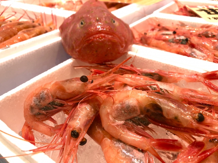 キモかわ?ブサかわ?【ミドリフサアンコウ】と紹介する鮮魚その②
