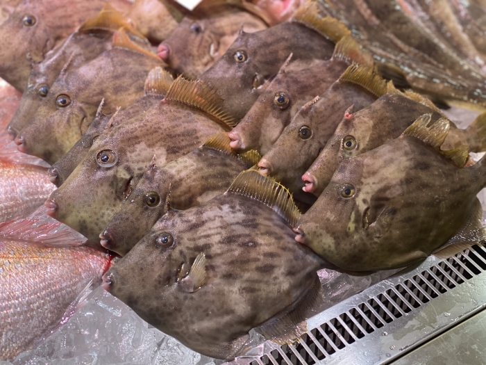 蒸し料理の日。今が旬のカワハギでチャレンジ!