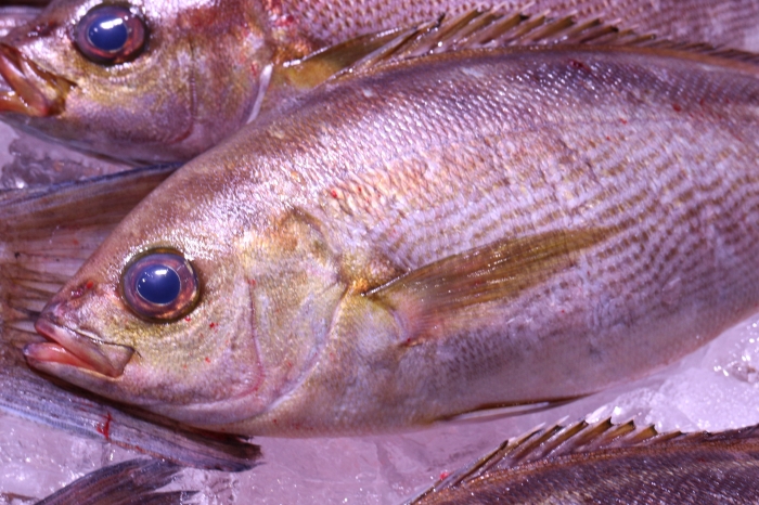 梅雨いさき 梅雨が嬉しいこの頃
