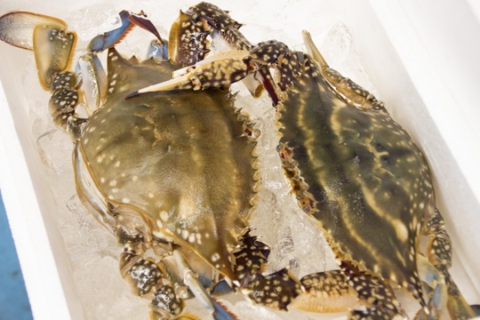 梅雨いさき 梅雨が嬉しいこの頃