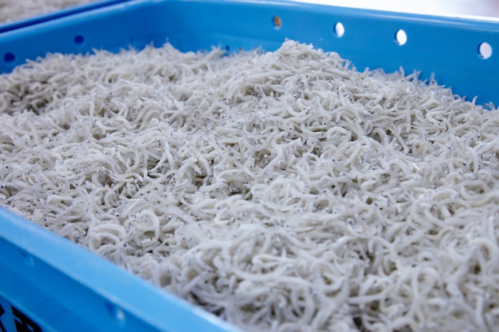 そろそろしらすの漁が終わります。