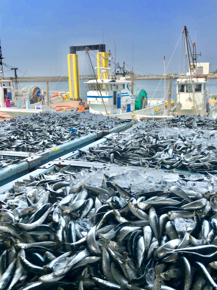そろそろしらすの漁が終わります。