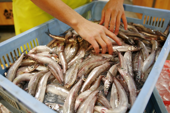南知多で水揚げされる、豊富な小魚を満喫!