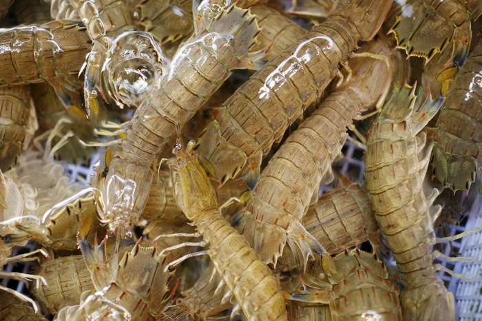 漁師のごった煮 元漁師の店長おすすめ!