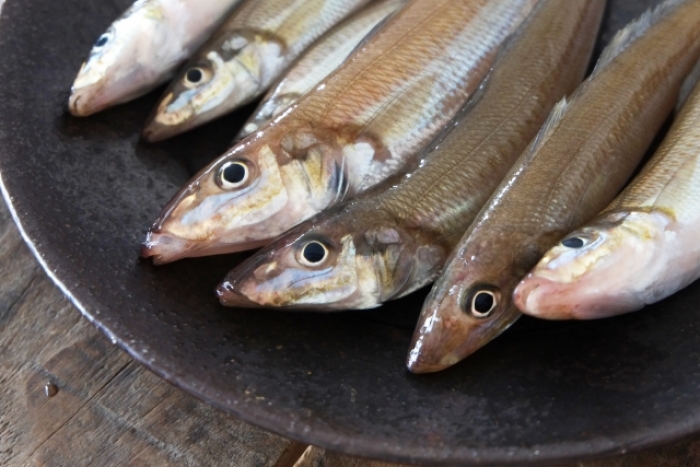 手間がかかるが旨い小魚。南知多産キスが大漁です