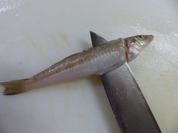 手間がかかるが旨い小魚。南知多産キスが大漁です