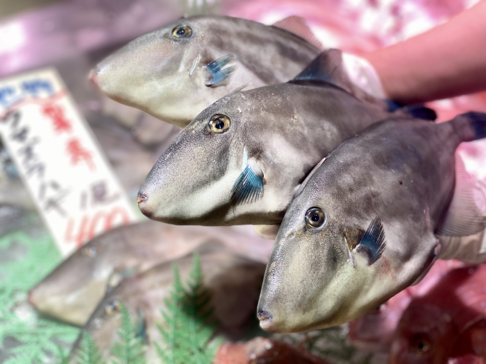 久しぶりの水揚げ、癒し系【ウマズラハギ】