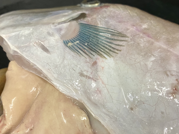 久しぶりの水揚げ、癒し系【ウマズラハギ】