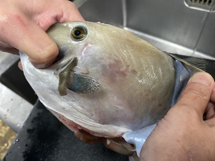 久しぶりの水揚げ、癒し系【ウマズラハギ】