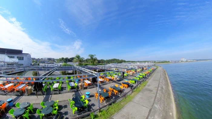 久しぶりの水揚げ、癒し系【ウマズラハギ】