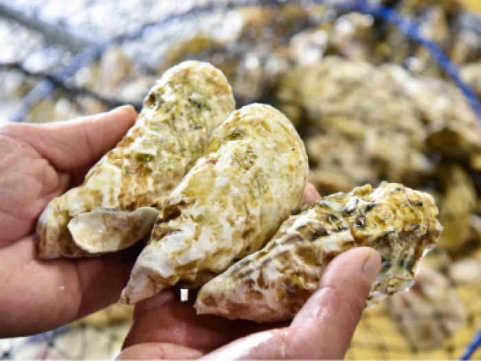 地物。篠島産朋輩牡蠣-愛知県初の生食牡蠣--
