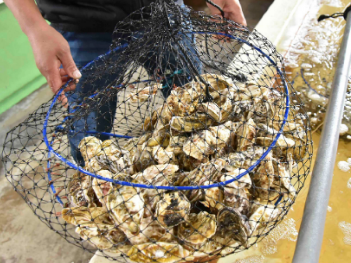 地物。篠島産朋輩牡蠣-愛知県初の生食牡蠣--