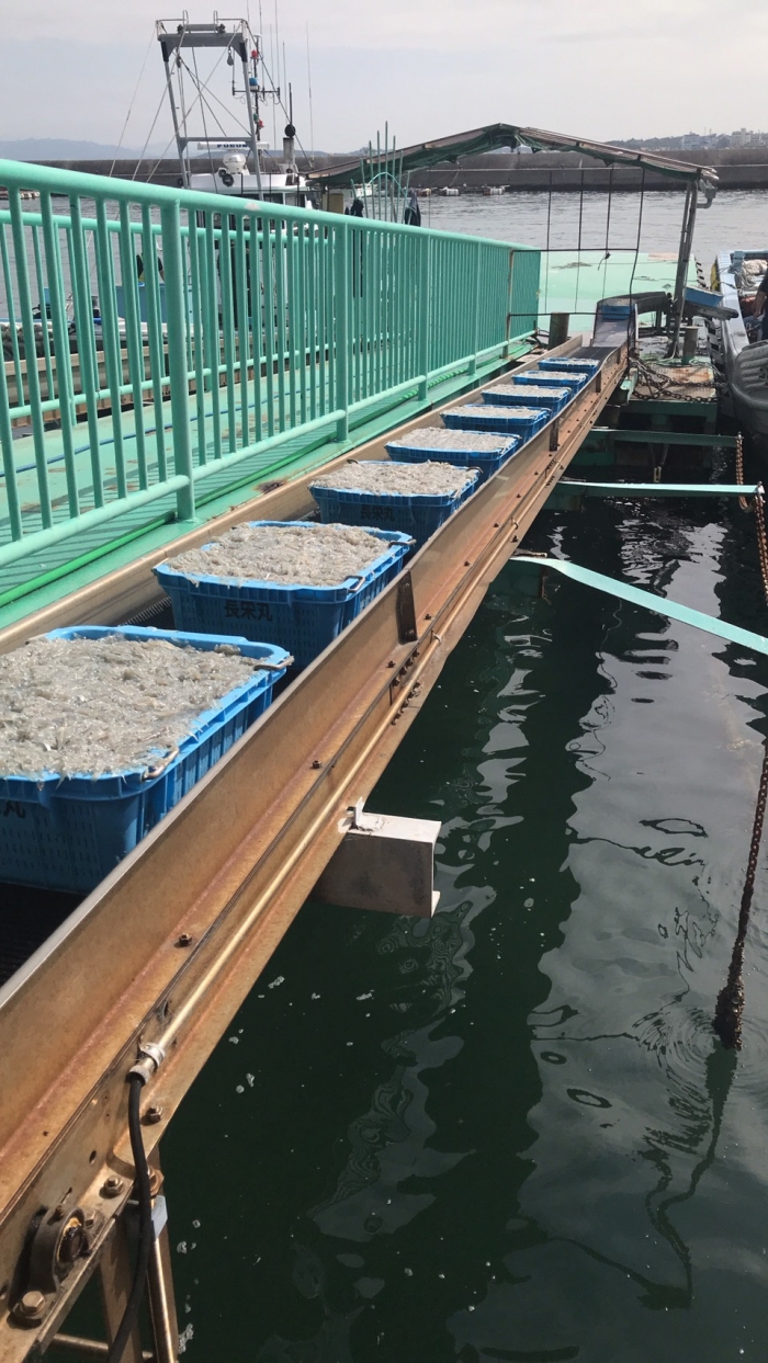 本日しらす漁ありました!